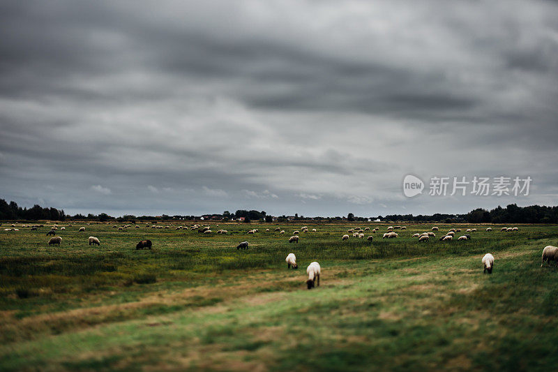 灰蒙蒙的阴天里羊群的草地/ Hiddensee/德国